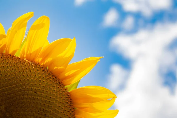 Tournesol Gros Plan Contre Ciel Par Une Journée Ensoleillée Quart — Photo