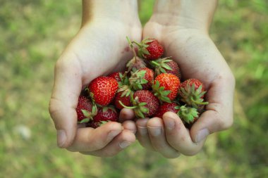 Çocuk taze toplanmış çilek tutuyor.