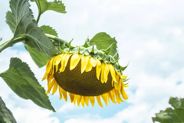 Girasol Grande Con Semillas Colgando Sobre Suelo — Foto de Stock