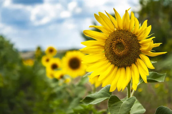 Tournesol Sur Bord Champ Sur Fond Autres Fleurs — Photo