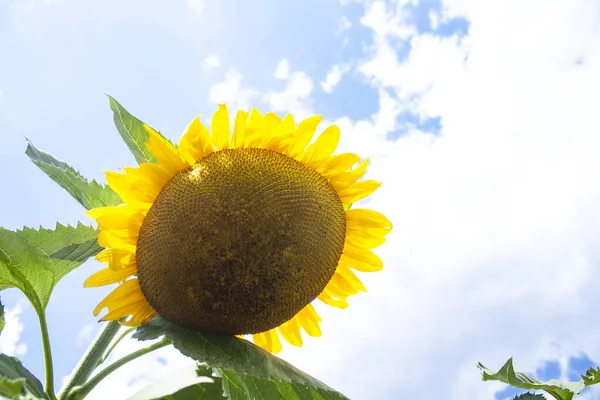 Girassol Grande Com Sementes Cultivadas Uma Fazenda — Fotografia de Stock