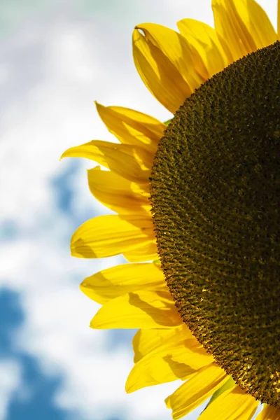 Medio Girasol Contra Cielo — Foto de Stock