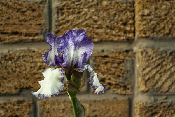 Brote Iris Azul Blanco Cerca Sobre Fondo Pared Ladrillo —  Fotos de Stock