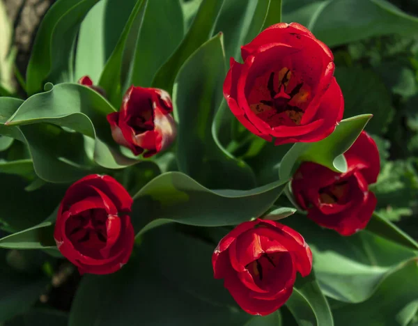 Red Tulips Flowerbed Top View Pollen Can Seen Flower Petals — Stock Photo, Image