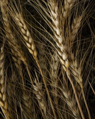 Koyu arkaplanda buğday başakları