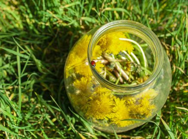 Sarı karahindibalarla dolu cam bir kavanoz çimlerin üzerinde duruyor ve bir uğur böceği kavanozun üzerinde emekliyor.