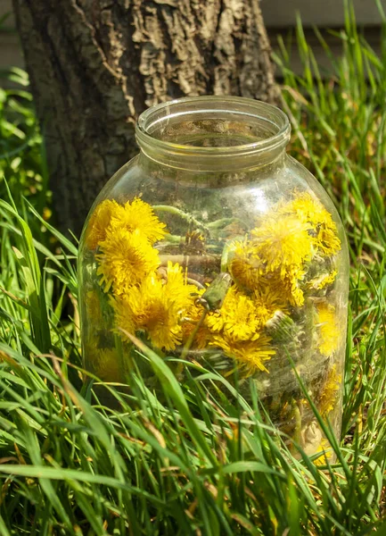 Sarı karahindibalarla dolu cam bir kavanoz çimlerin üzerinde duruyor.