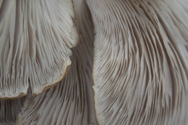 Şapkaların altı mantarlı istiridye mantarı. Mantar kapağının altındaki yüzey dokusu