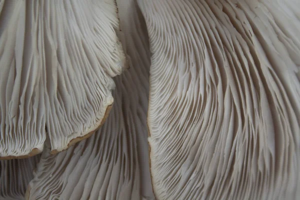 the bottom of the hats mushrooms oyster mushroom. surface texture of the bottom of the mushroom cap