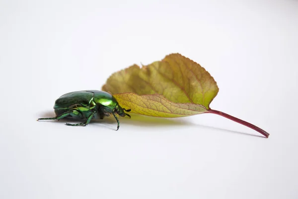 Grande Verde Com Besouro Dourado Lado Folha Inseto Fundo Branco — Fotografia de Stock