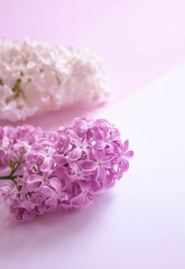 Beyaz arka planda leylak demeti yakın plan pembe arka planda beyaz bir leylak var..