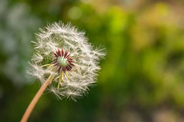 Yeşil çimenlerin üzerinde uçan beyaz karahindiba.