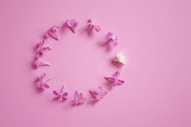 Bir sürü mor çiçek çemberi ve pembe arka planda bir beyaz. İlkbahar leylak çiçeklerinin üst görünümü. metin için yer.