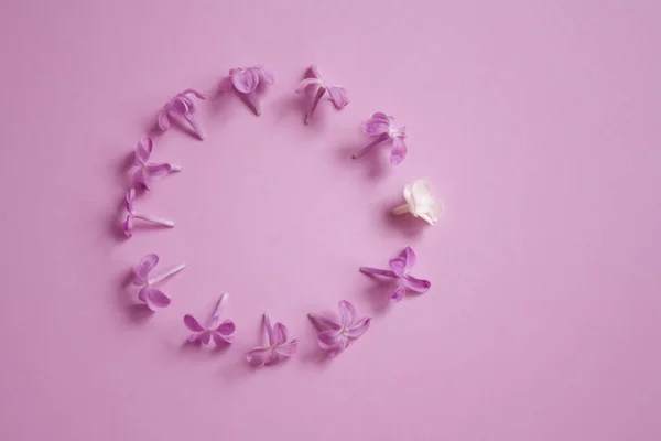 Círculo Muchas Flores Púrpuras Una Blanca Sobre Fondo Rosa Arreglo — Foto de Stock