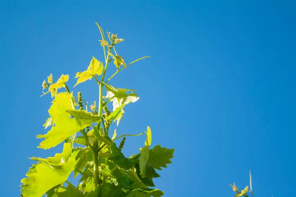Green tender leaves on a young vine against a blue sky on a sunny day — Stock Image Green Tender Leaves Young Vine Blue Sky Sunny Day Stock Photo