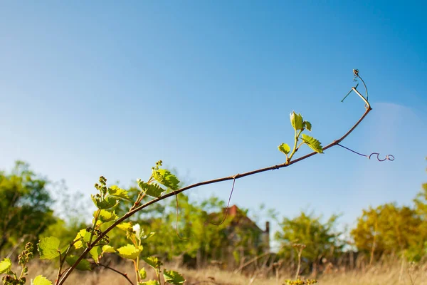 Young green leaves on a young vine with the rudiments of bunches of grapes — Stock Image Young Green Leaves Young Vine Rudiments Bunches Grapes Royalty Free Stock Photos