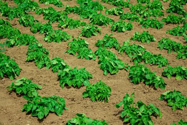 Patates çalıları karada sıra sıra ekilir. Çiftlikteki fidanlar.