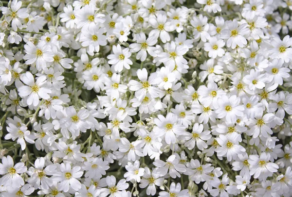 Small White Beautiful Flowers Close Background Summer Flowers — Stock Photo, Image