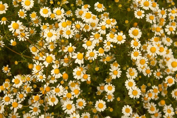 Small Daisy Flowers Close Background Summer Flowers Medicinal Plants — Stock Photo, Image