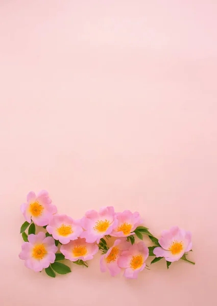 Flores Rosa Mosqueta Sobre Fondo Homogéneo — Foto de Stock