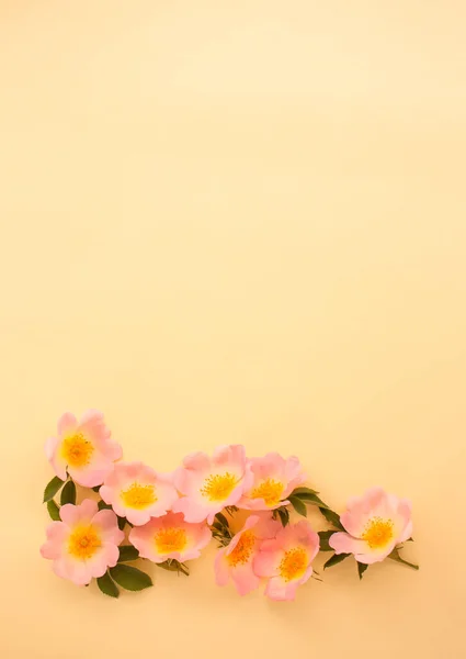Blanco Con Flores Rosa Mosqueta Sobre Fondo Amarillo Espacio Para — Foto de Stock