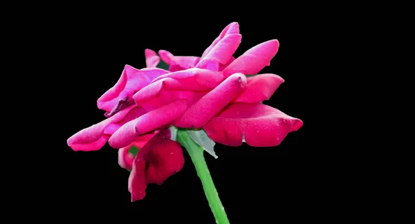 Schöne rosa Rose Blume mit vollem schwarzen Hintergrund mit Platz für Text. — Stockfoto