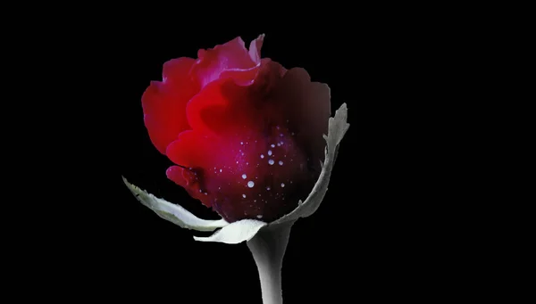 Красива червона квітка троянди з повноцінним чорним тлом з простором для тексту . — стокове фото