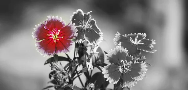 Darm schöne Mohnblumen auf schwarz-weißem Hintergrund. blüht roter Mohn auf wildem Feld. schöne rote Feldmohn mit selektivem Fokus. rote Mohnblumen in weichem Licht — Stockfoto