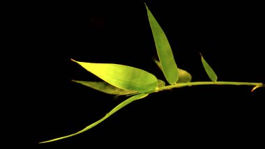 Asya geçmişi. Metin için kopyalama alanı olan siyah arkaplan görünümlü yeşil bambu dalları.