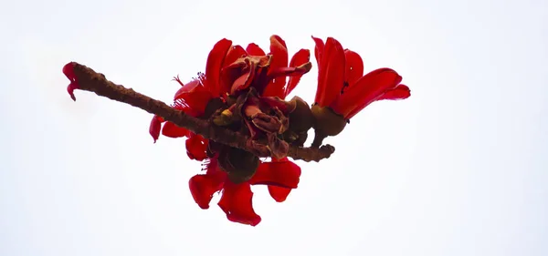 Gerbera květiny izolované na bílém pozadí. Čerstvost, sedmikráska. — Stock fotografie