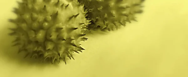 Coronavirus 2019-nCov romanı Coronavirus konsepti Asya gribi salgını ve koronavirüs gribi salgını için sorumludur. Mikroskop virüsü....