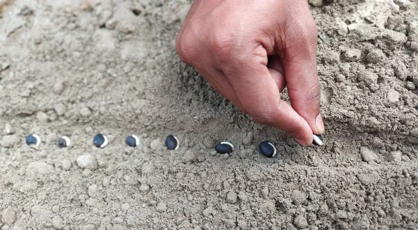 Hand planting beans seed in the vegetable garden. Growing vegetables