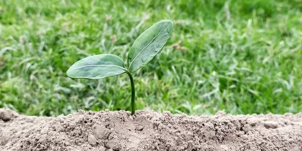 Yeşil arka planda büyüyen genç fabrikayı kapatın