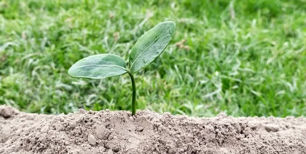 Yeşil arka planda büyüyen genç fabrikayı kapatın