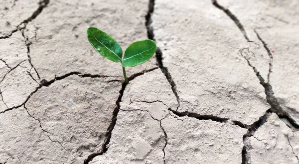 Seedling of green leaf plant sprouting from cracked mud . Little sprout on cracked clay .