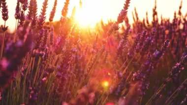 günbatımı güzel lavanta alanında 