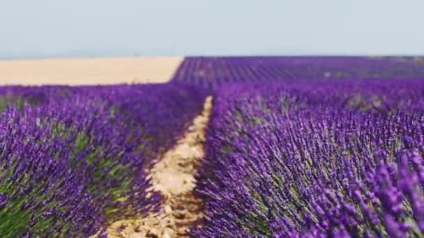 Campo de lavanda en el tiempo de puesta del sol — Vídeo de stock