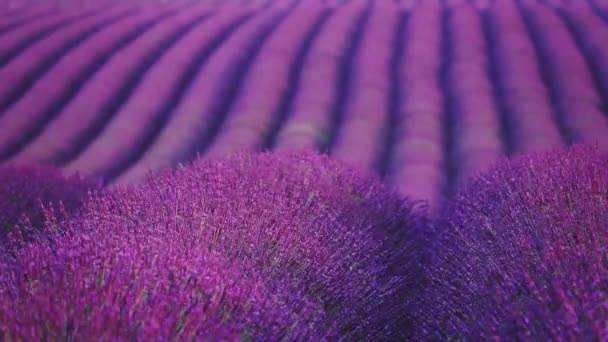 Campo de lavanda en el tiempo de puesta del sol — Vídeos de Stock