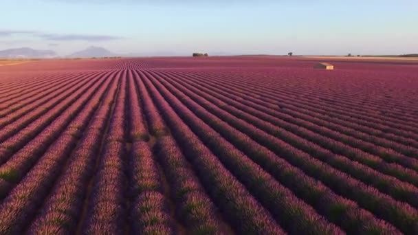 Vackra lavendel fält — Stockvideo
