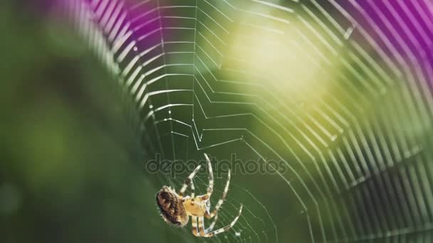 Primer plano de la construcción de la tela Spider — Vídeos de Stock