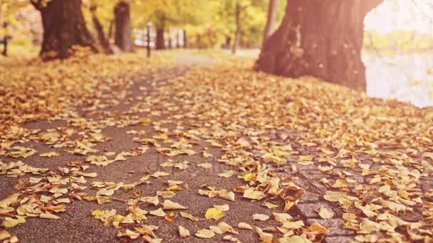 Gelbe Blätter auf der Straße — Stockvideo