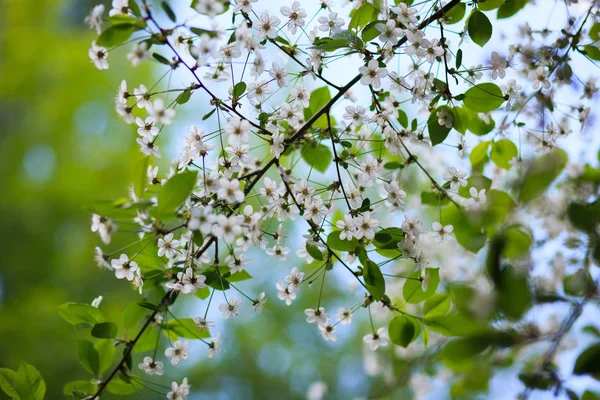 Třešňový květ větve na zatažené obloze — Stock fotografie