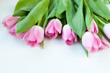 Beyaz arkaplanda pembe laleler