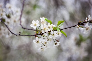 Kiraz çiçeği ağaç güzel bokeh arka plan üzerinde