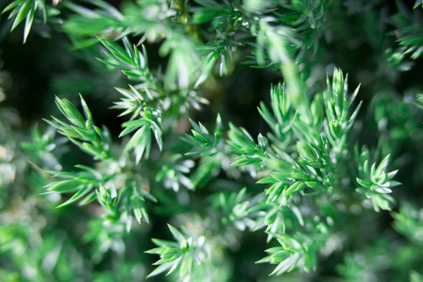 Yaygın ardıç (Juniperus communis). Bir ardıç tesisi aile Servigiller gösteren iğne ve sapları detay