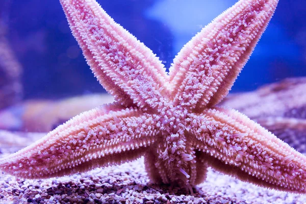 Purple starfish in aquarium