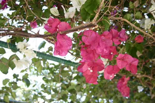 Розовые Цветущие Бугаинвиллеи Крупным Планом — стоковое фото