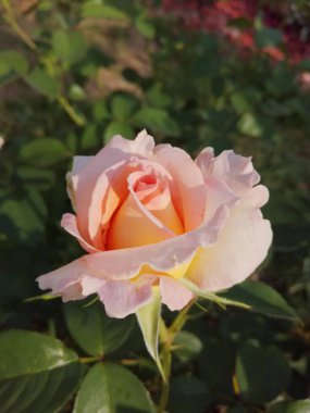 Bahçede yetişen doğal pembe gül.