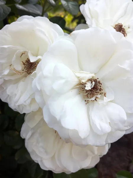 Branco Desbotadas Rosas Jardim Perto — Fotografia de Stock