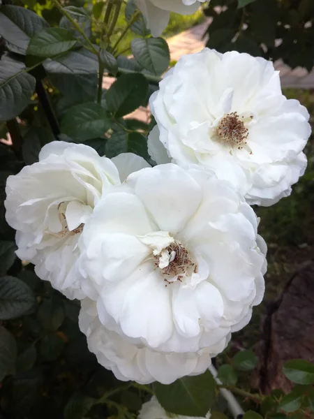 Branco Desbotadas Rosas Jardim Perto — Fotografia de Stock
